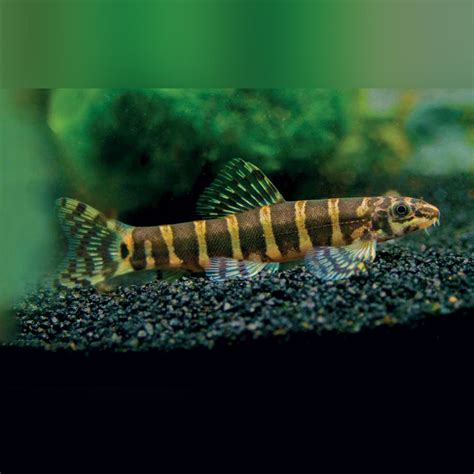 AquariumFish.com .